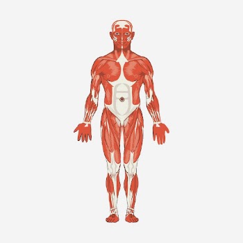 Human body anatomy hand drawn | Free Photo - rawpixel