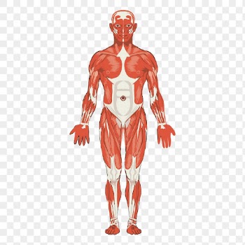 Human body anatomy png sticker | Free PNG - rawpixel