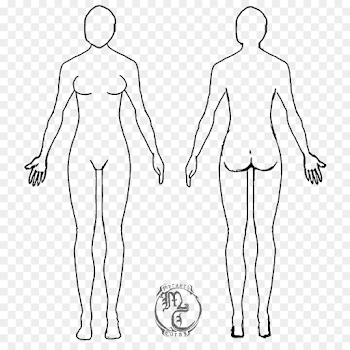 Human body Female body shape Diagram Drawing Template - Body Human ...