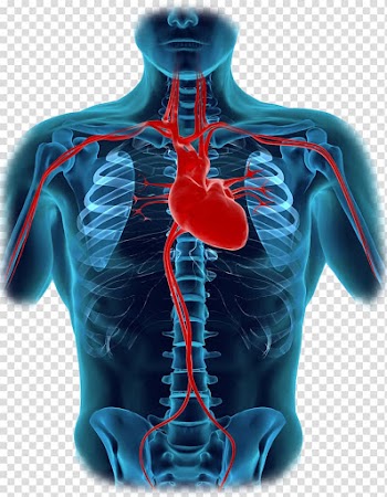 Human body Heart Diagram Organ Anatomy, human body parts transparent background PNG clipart