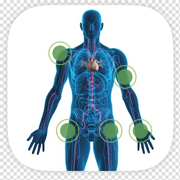 Human body Human skeleton Heart Human anatomy Bone, heart transparent background PNG clipart