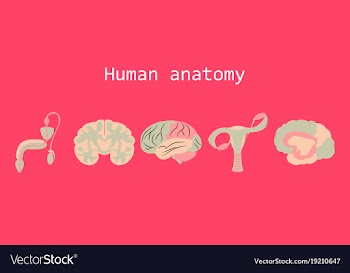 Human body internal organs medical flat isolated vector image
