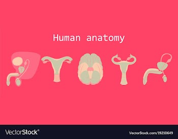 Human body internal organs medical flat isolated vector image