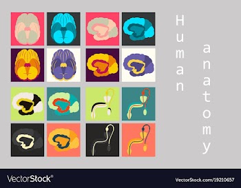 Human body internal organs medical flat isolated vector image