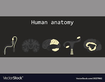 Human body internal organs medical flat isolated vector image