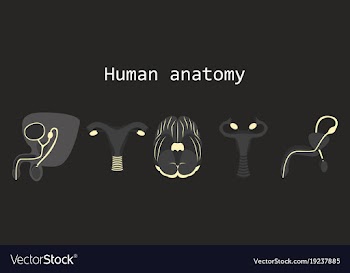 Human body internal organs medical flat isolated vector image