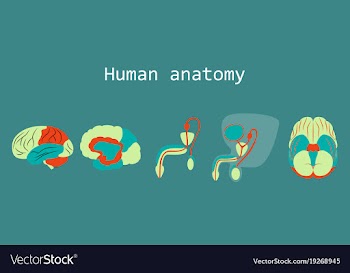 Human body internal organs medical flat isolated vector image