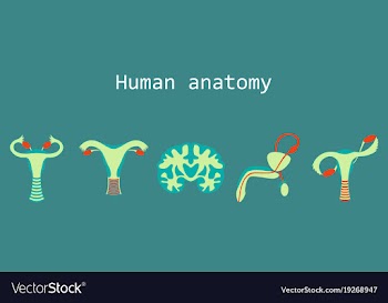 Human body internal organs medical flat isolated vector image