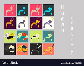 Human body internal organs medical flat isolated vector image