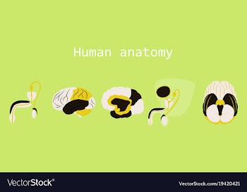 Human body internal organs medical flat isolated vector image