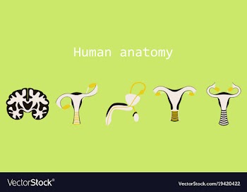 Human body internal organs medical flat isolated vector image