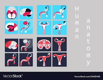 Human body internal organs medical flat isolated vector image