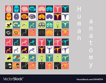 Human body internal organs medical flat isolated vector image