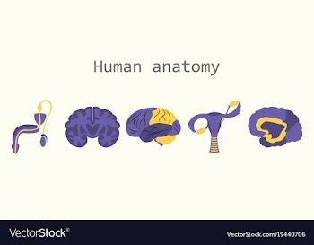 Human body internal organs medical flat isolated vector image