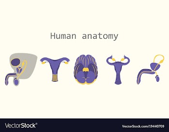 Human body internal organs medical flat isolated vector image