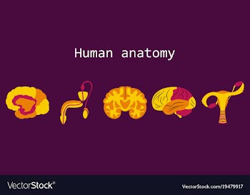 Human body internal organs medical flat isolated vector image