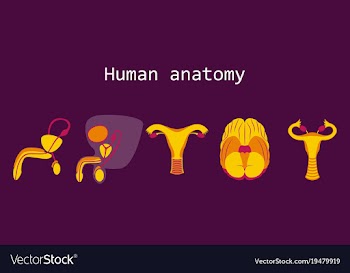 Human body internal organs medical flat isolated vector image