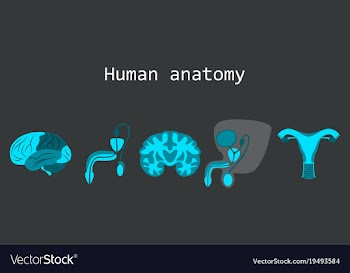 Human body internal organs medical flat isolated vector image