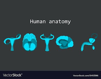 Human body internal organs medical flat isolated vector image