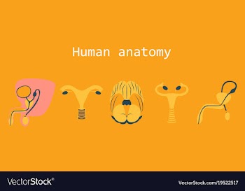 Human body internal organs medical flat isolated vector image