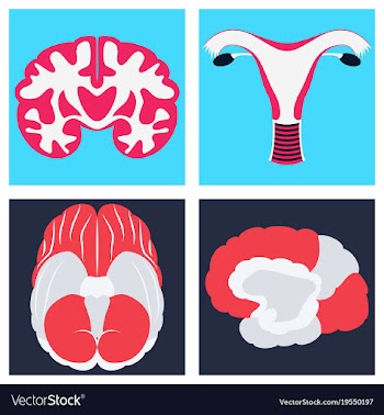 Human body internal organs medical flat isolated vector image