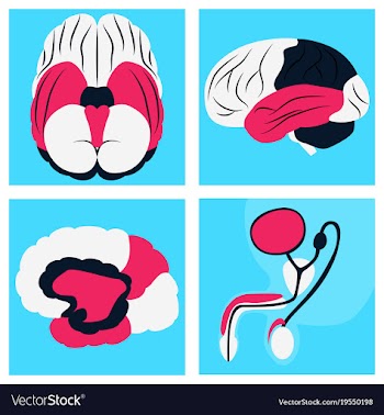 Human body internal organs medical flat isolated vector image