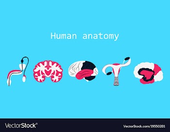 Human body internal organs medical flat isolated vector image