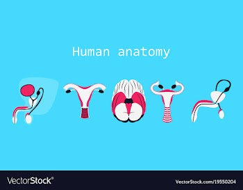 Human body internal organs medical flat isolated vector image
