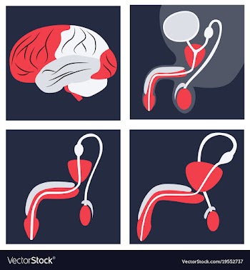 Human body internal organs medical flat isolated vector image