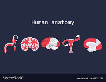 Human body internal organs medical flat isolated vector image