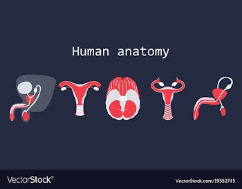 Human body internal organs medical flat isolated vector image