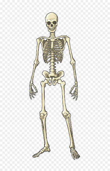 Human body Muscle Bone Skeleton Homo sapiens - bones png download ...