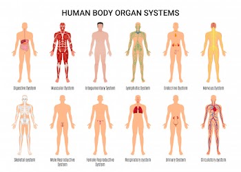 Human body organ systems character poster Free Vector