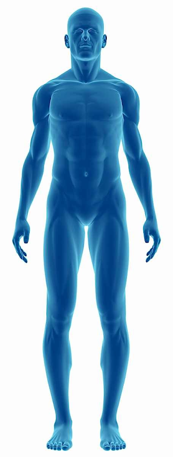 Human Body Png (95+ images in Collection) Page 2
