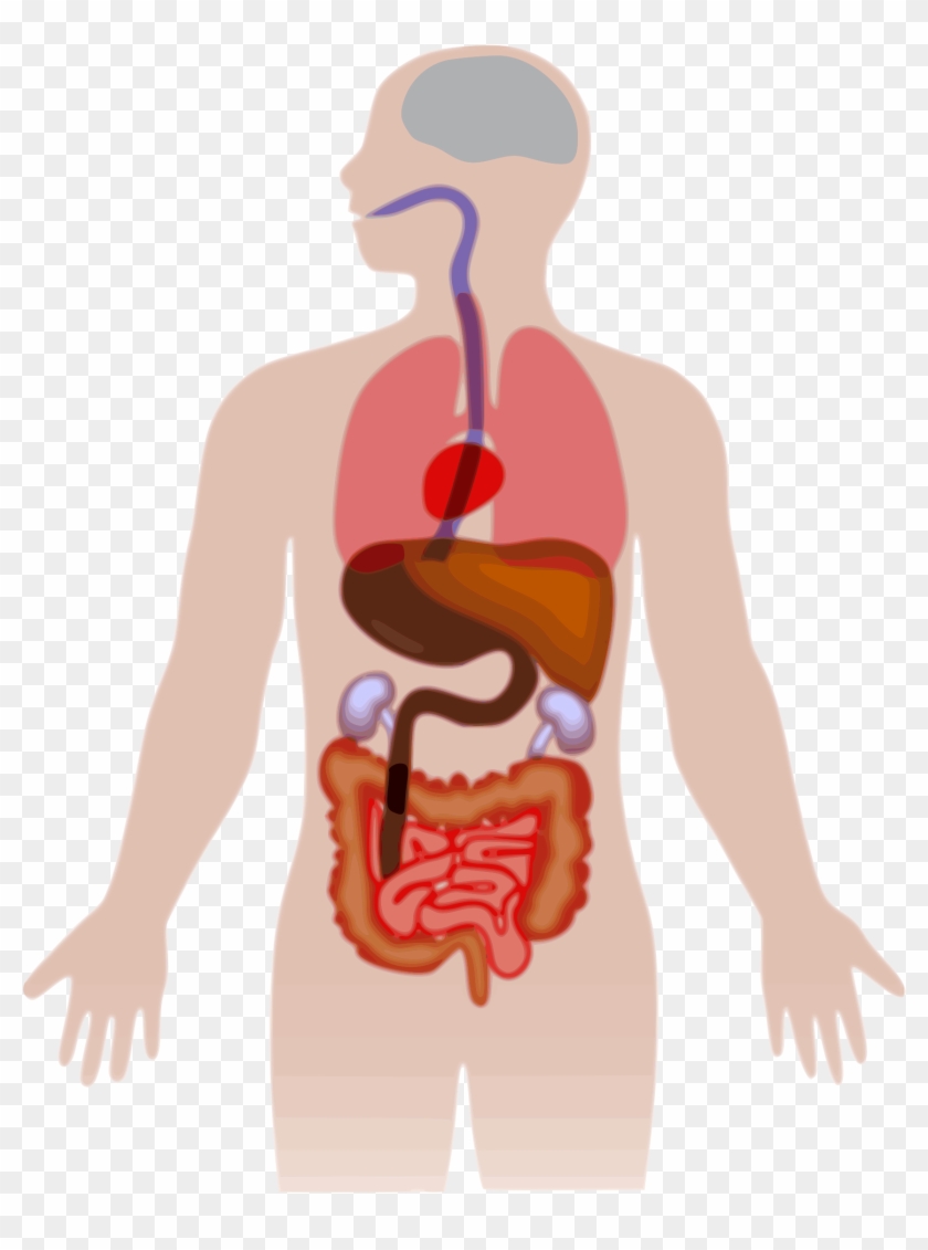 Human Body Silhouette Vector At Getdrawings Com Free - Human Body Clipart