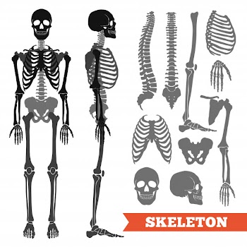 Human bones and skeleton set Free Vector