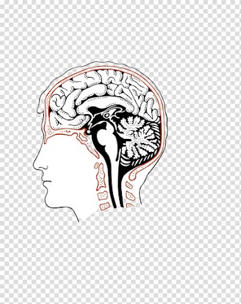 Human brain, Abstract human brain comics transparent background PNG clipart