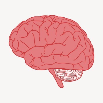 Human brain collage element, medical | Free PSD - rawpixel