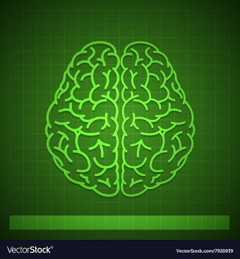 Human Brain Concept on Green Background vector image