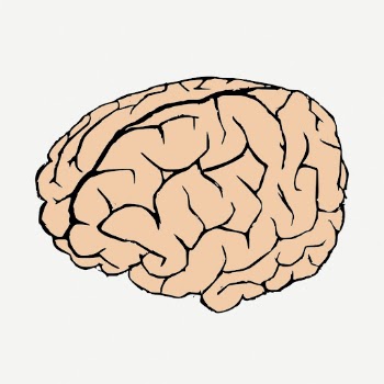 Human brain doodle, illustration psd. | Free PSD - rawpixel