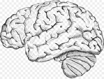 Human brain Drawing Cerebrum - Sketch the human brain png download ...