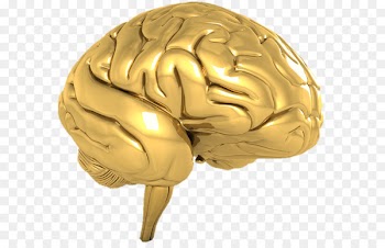 Human brain Hidden Eye Portable Network Graphics - brain 