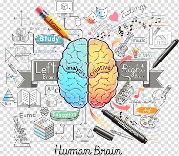 Human brain illustration, Human brain Euclidean Illustration, Color brain and pencils transparent background PNG clipart