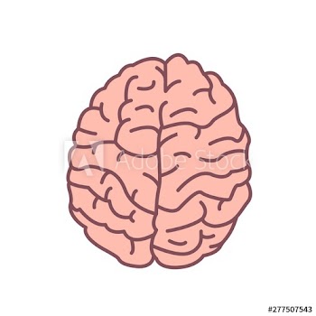 Human brain isolated on white background