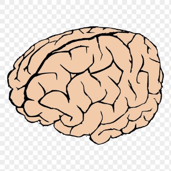 Human brain png sticker hand | Free PNG - rawpixel