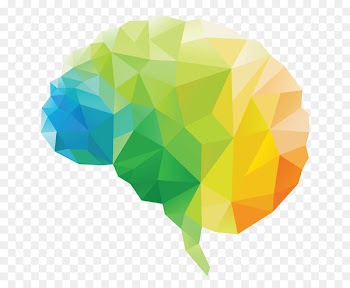 Human brain Polygon Lobes of the brain - Brain 