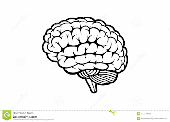 Human Brain Vector On White Background Stock Vector - Illustration ...