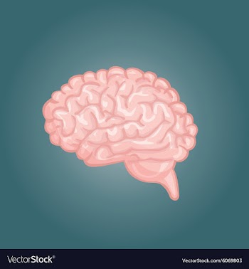 Human brain views Top frontal side three-quarter vector image