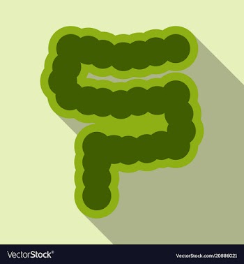 Human digestive system intestines gut anatomy vector image