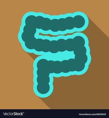 Human digestive system intestines gut anatomy vector image